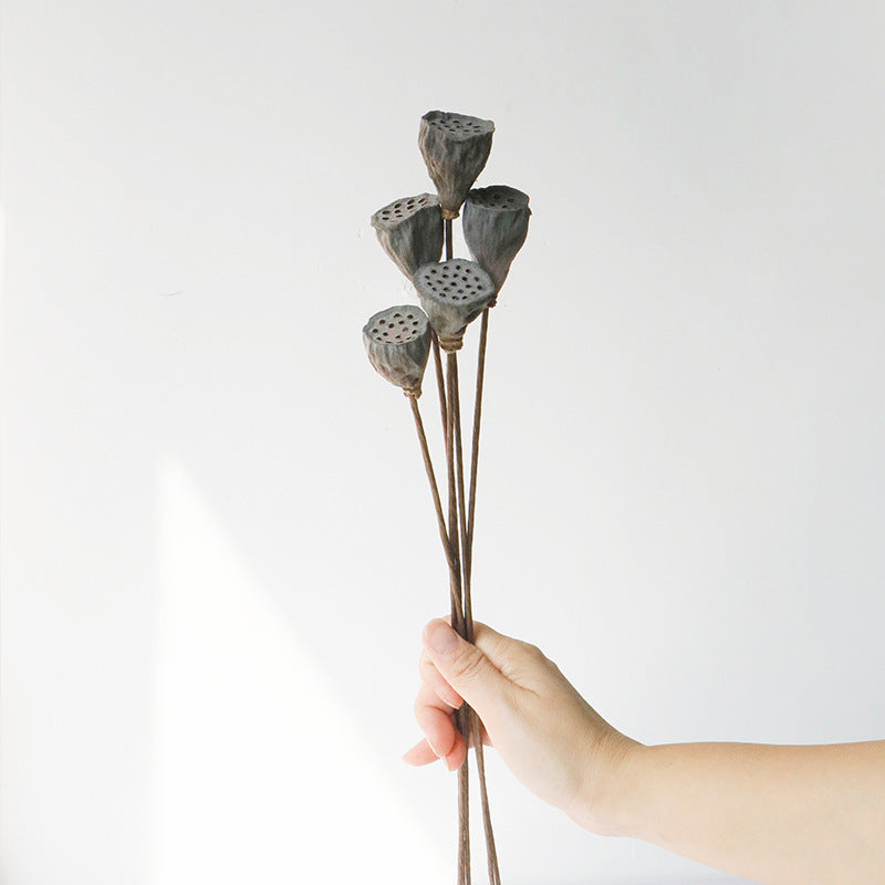 natural dry plants, 36528