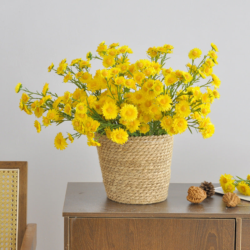 Aster, small daisy, 13heads, yellow core, regular texture, 736206