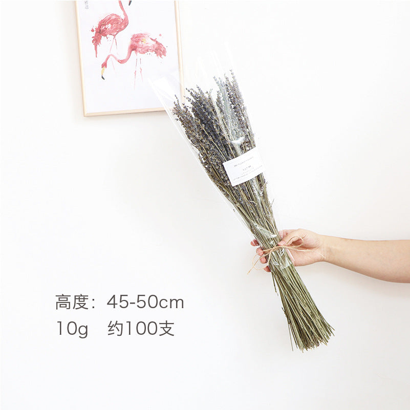 natural dry plants, 36528