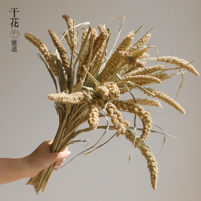 natural dry plants, 36528