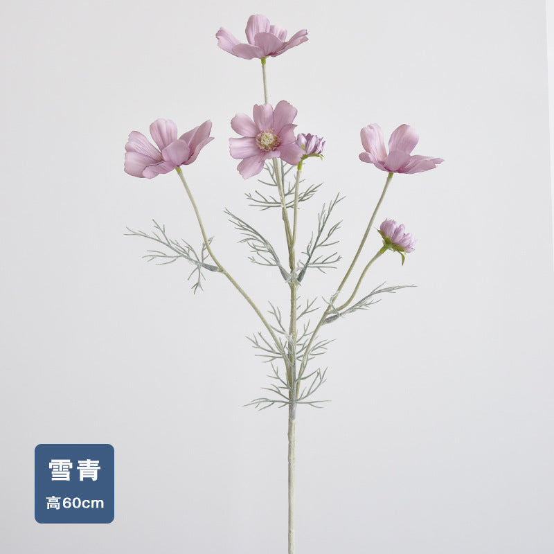 Daisy, garden cosmos, 6 heads, regular texture, 736204