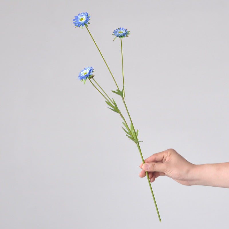 Aster, small daisy, all color, regular texture, 736205