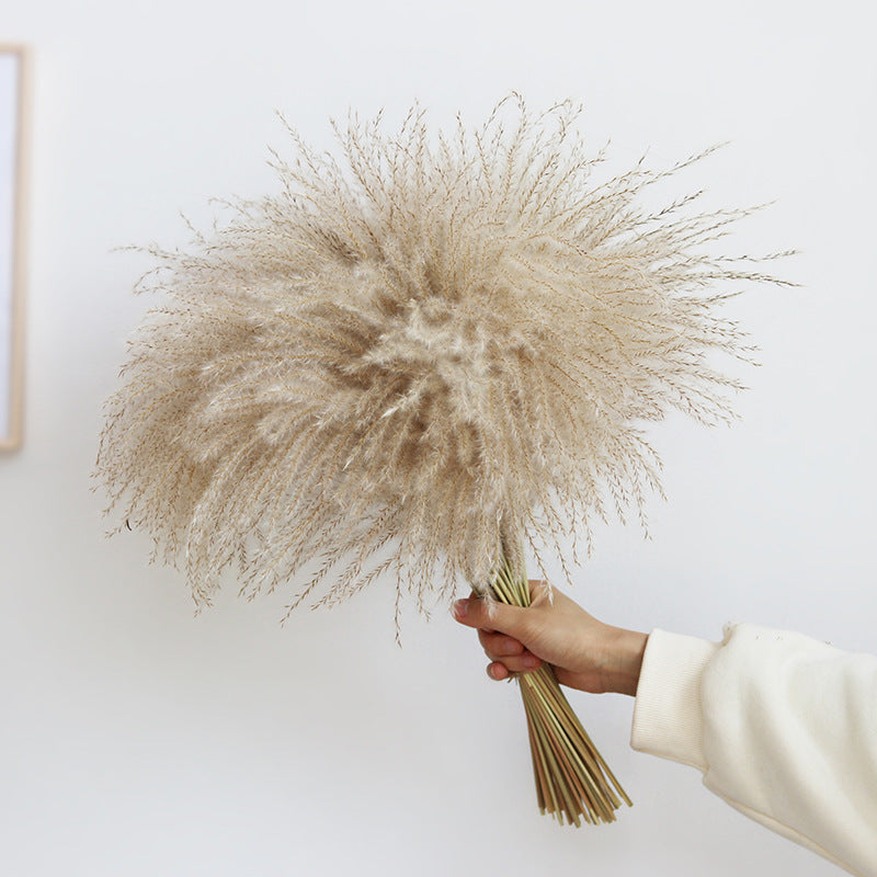natural dry plants, 36528