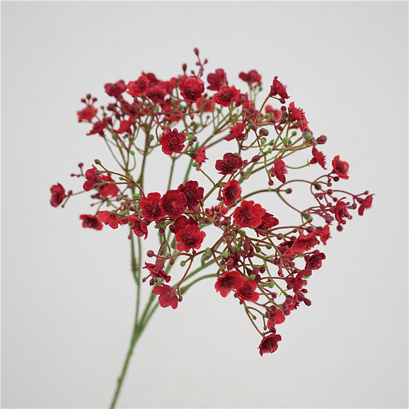 Baby's breath, blossom & seeds, regular texture, 2168