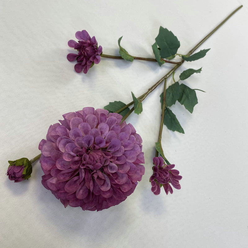 Chinese Dahlia, all colors, regular texture, 3568059
