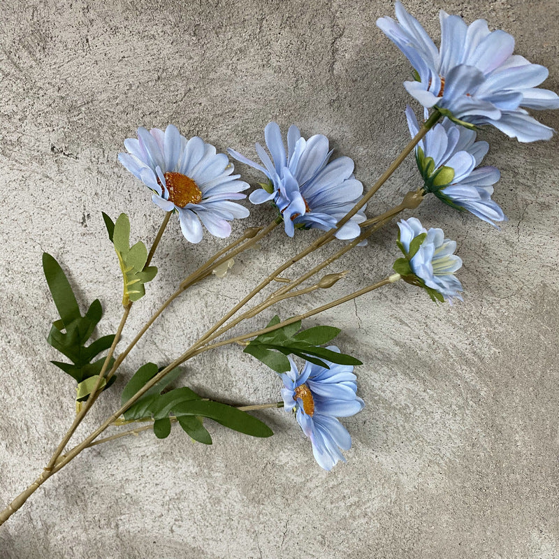 Daisy, 6 heads, regular texture, 10919201630