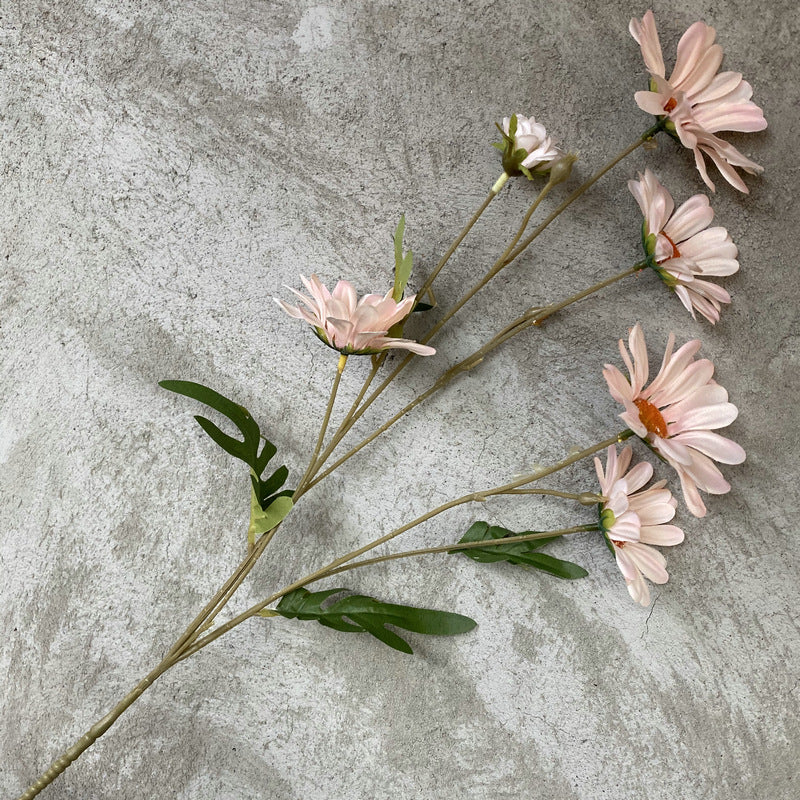 Daisy, 6 heads, regular texture, 10919201630