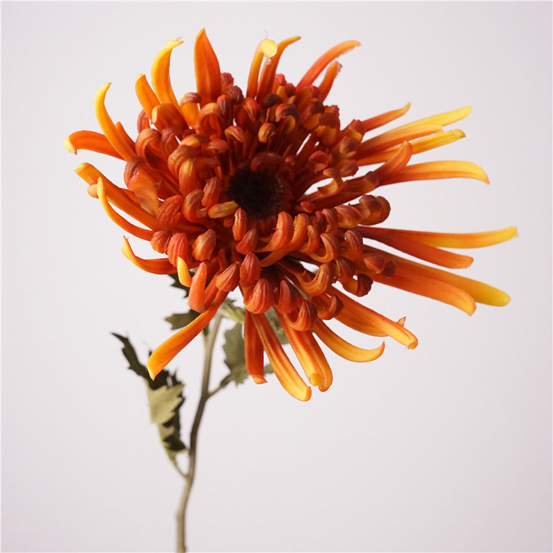 Chinese chrysanthemum, thin petal, special texture, 48273