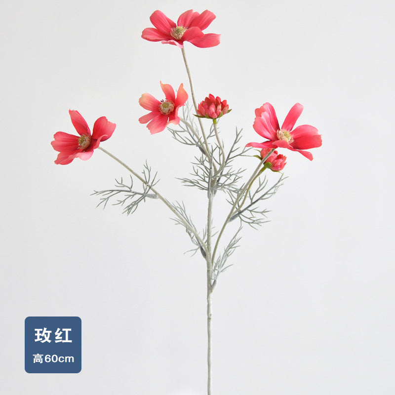 Daisy, garden cosmos, 6 heads, regular texture, 736204