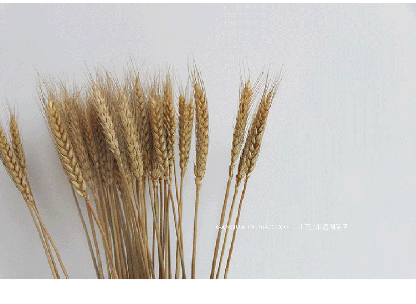 natural dry plants, 36528