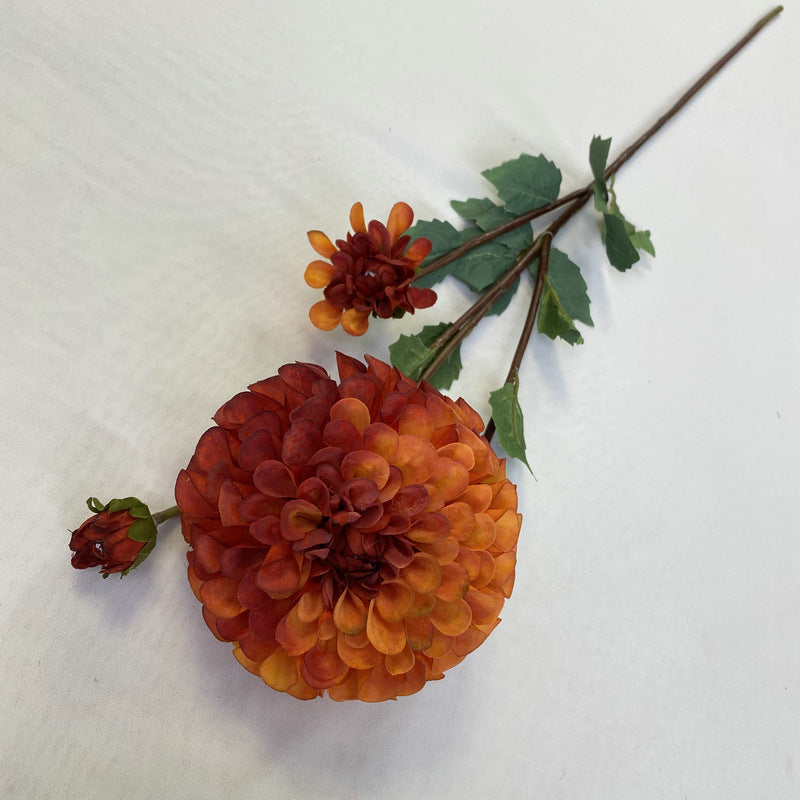Chinese Dahlia, all colors, regular texture, 3568059