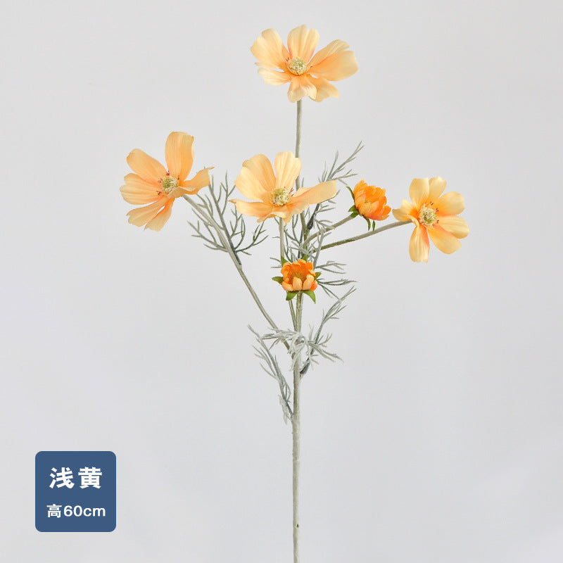 Daisy, garden cosmos, 6 heads, regular texture, 736204