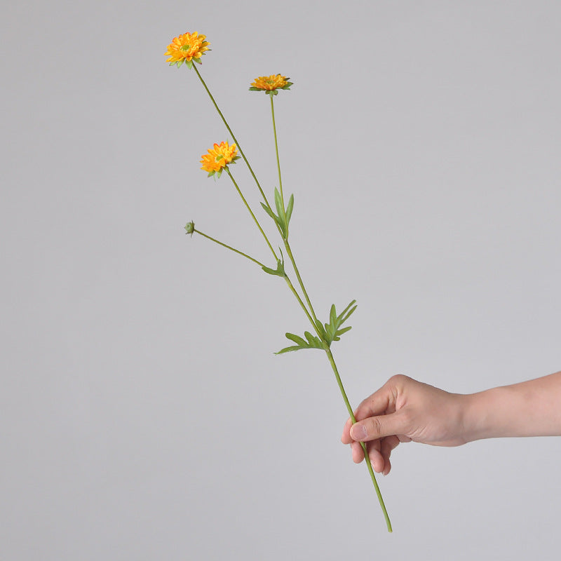 Aster, small daisy, all color, regular texture, 736205