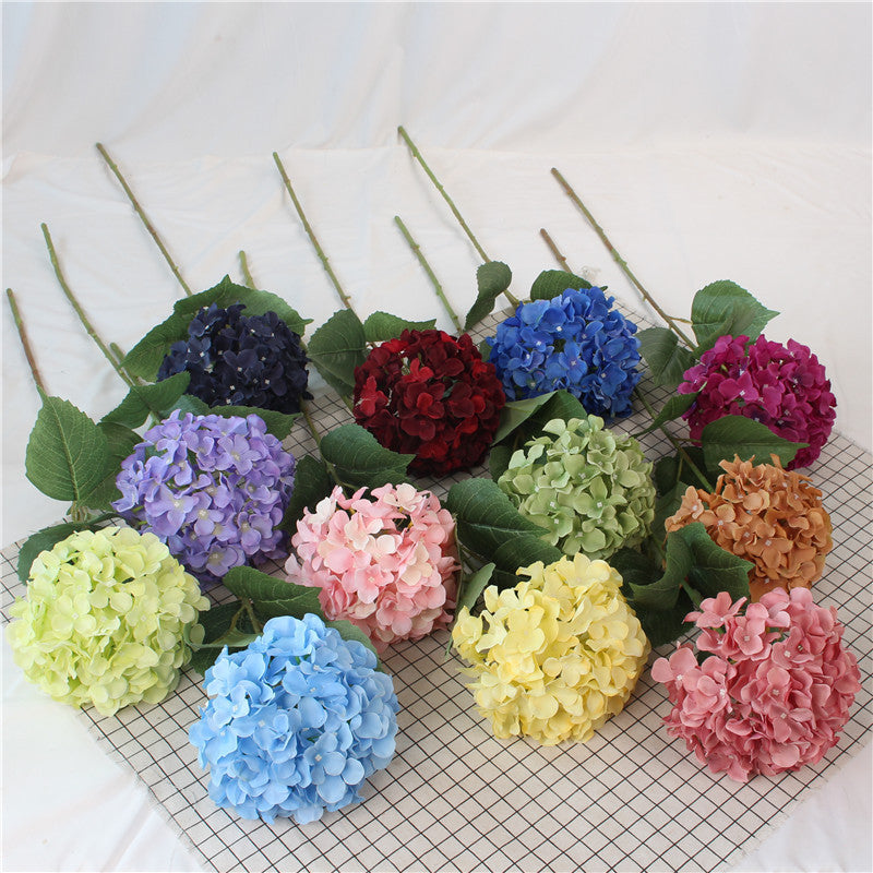 Hydrangeas, all colors, regular texture, 284619