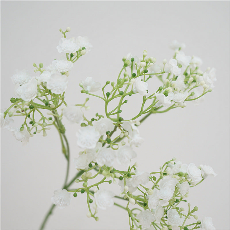 Baby's breath, blossom & seeds, regular texture, 2168