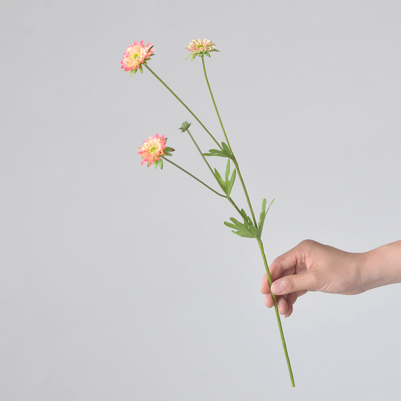 Aster, small daisy, all color, regular texture, 736205