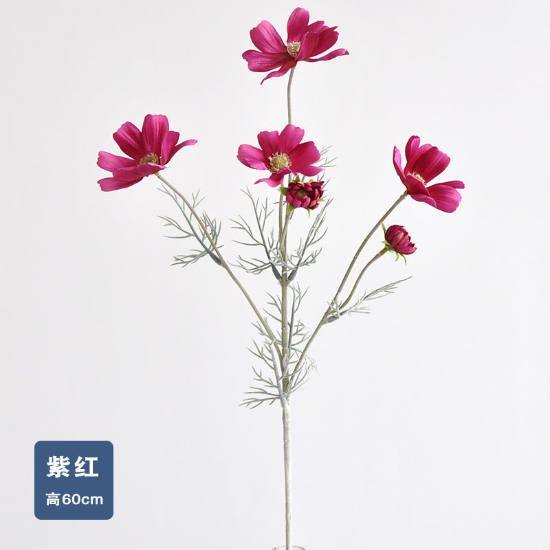 Daisy, garden cosmos, 6 heads, regular texture, 736204