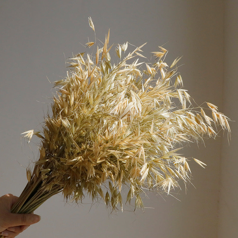 natural dry plants, 36528