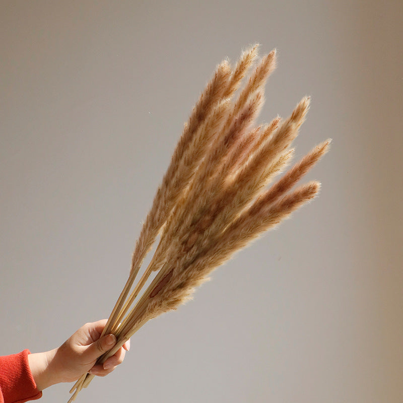 natural dry plants, 36528