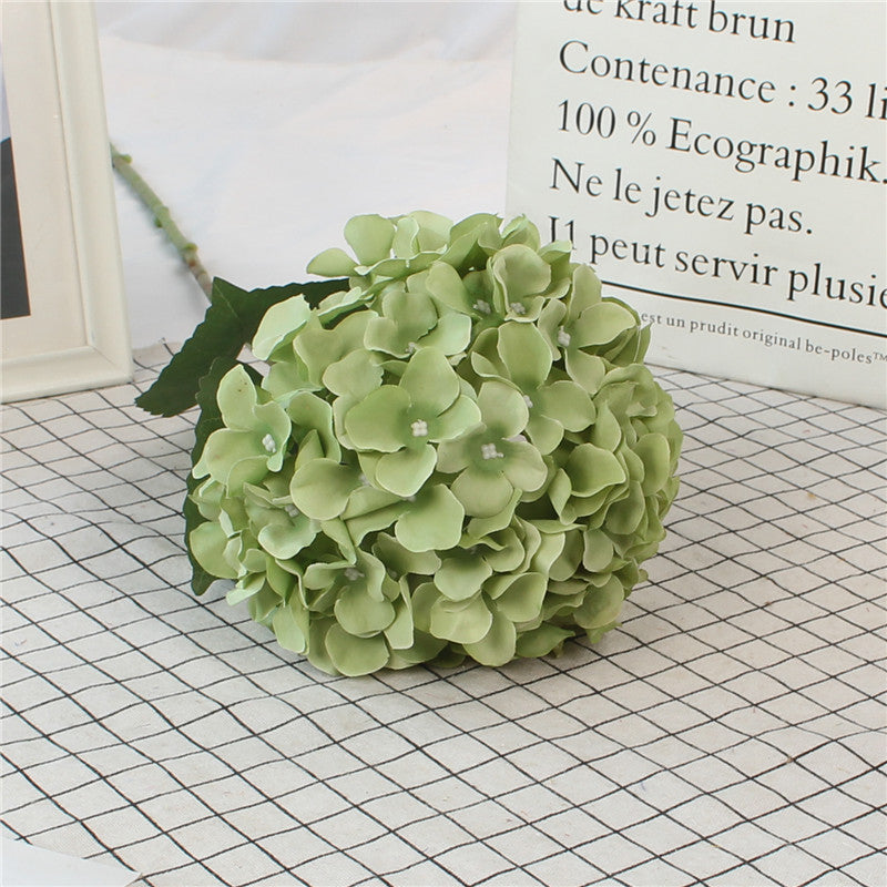 Hydrangeas, all colors, regular texture, 284619