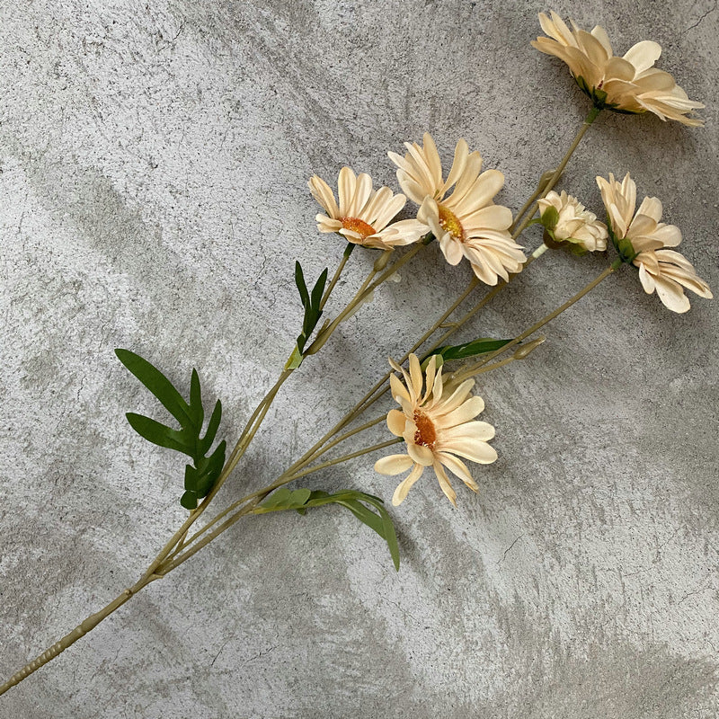 Daisy, 6 heads, regular texture, 10919201630