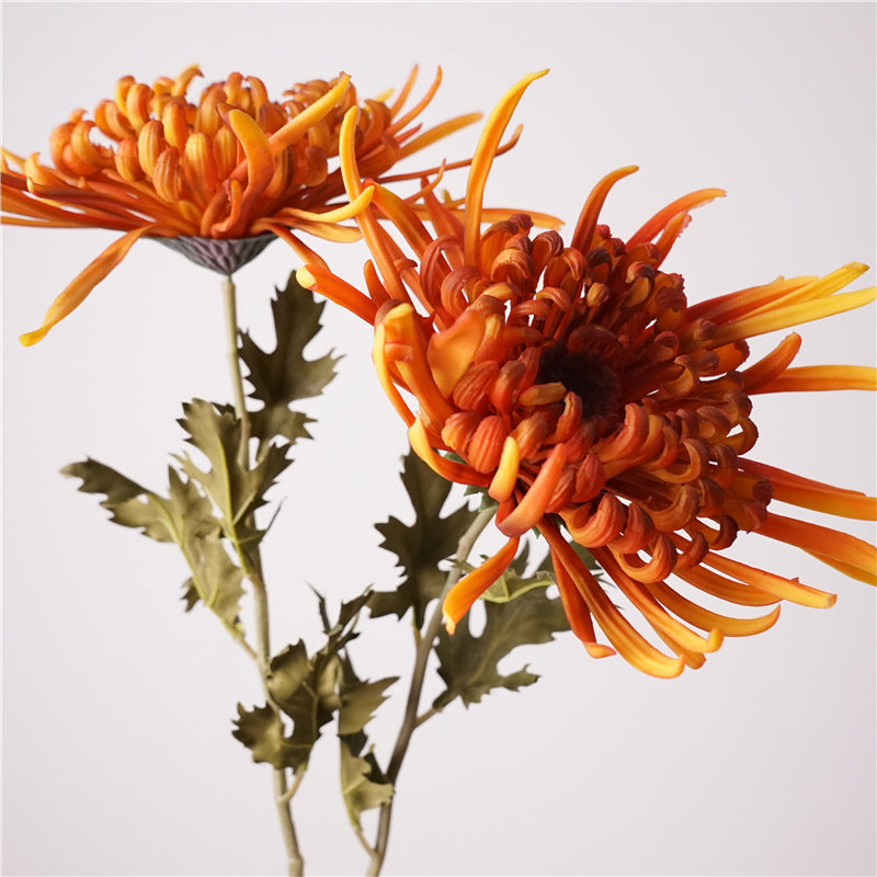Chinese chrysanthemum, thin petal, special texture, 48273