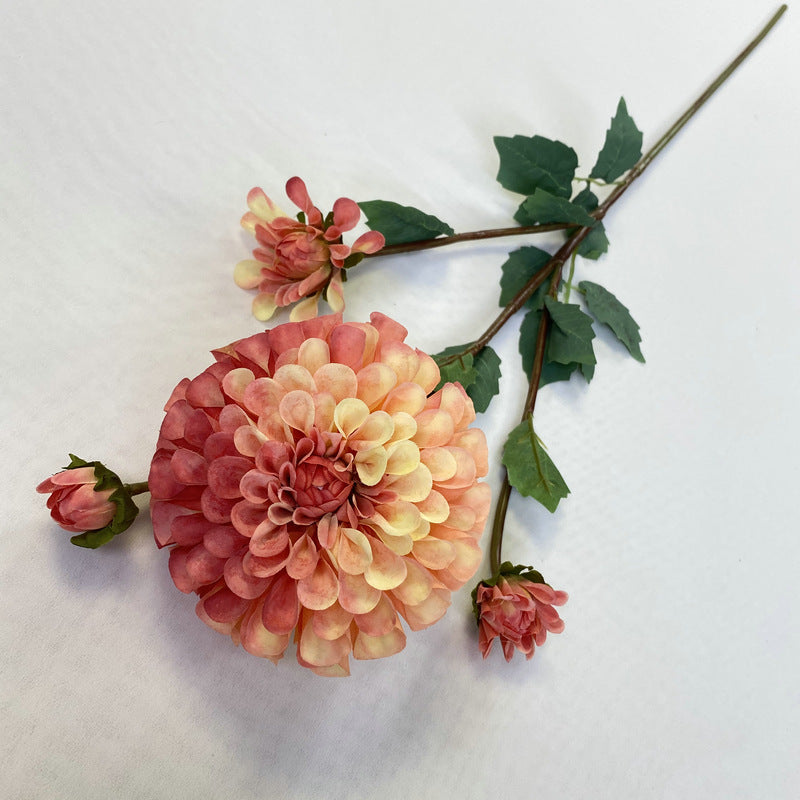Chinese Dahlia, all colors, regular texture, 3568059