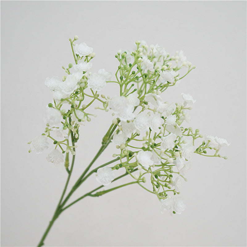 Baby's breath, blossom & seeds, regular texture, 2168