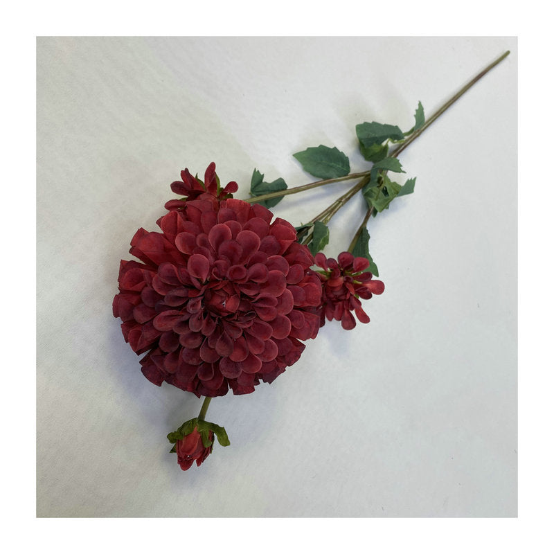 Chinese Dahlia, all colors, regular texture, 3568059