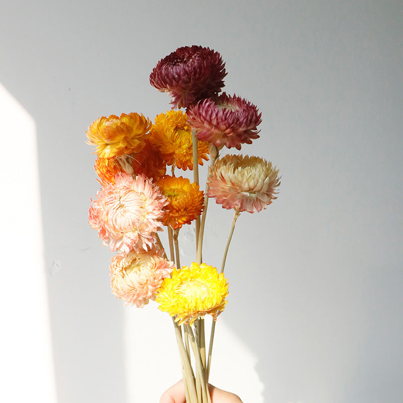 natural dry plants, 36528