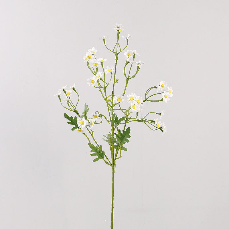 Aster, small daisy, yellow core, regular texture, 56092