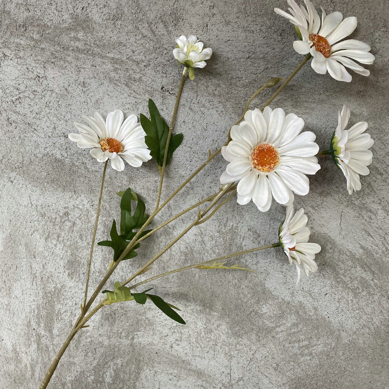 Daisy, 6 heads, regular texture, 10919201630