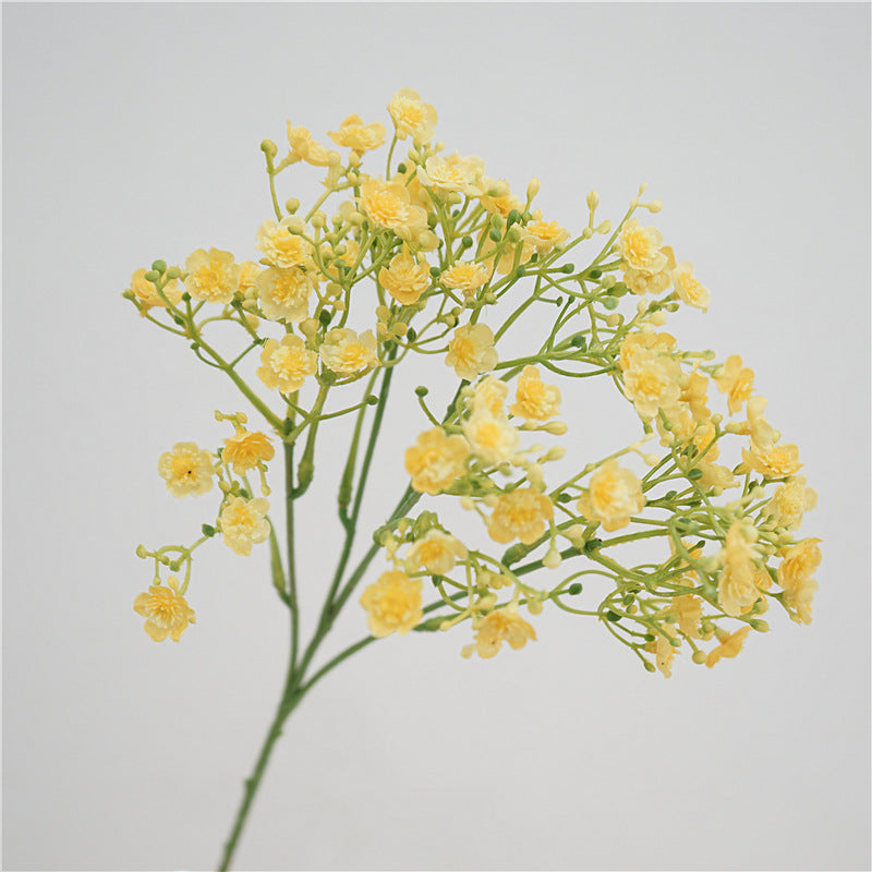 Baby's breath, blossom & seeds, regular texture, 2168