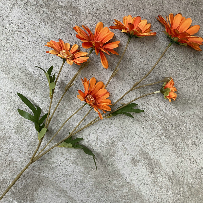 Daisy, 6 heads, regular texture, 10919201630