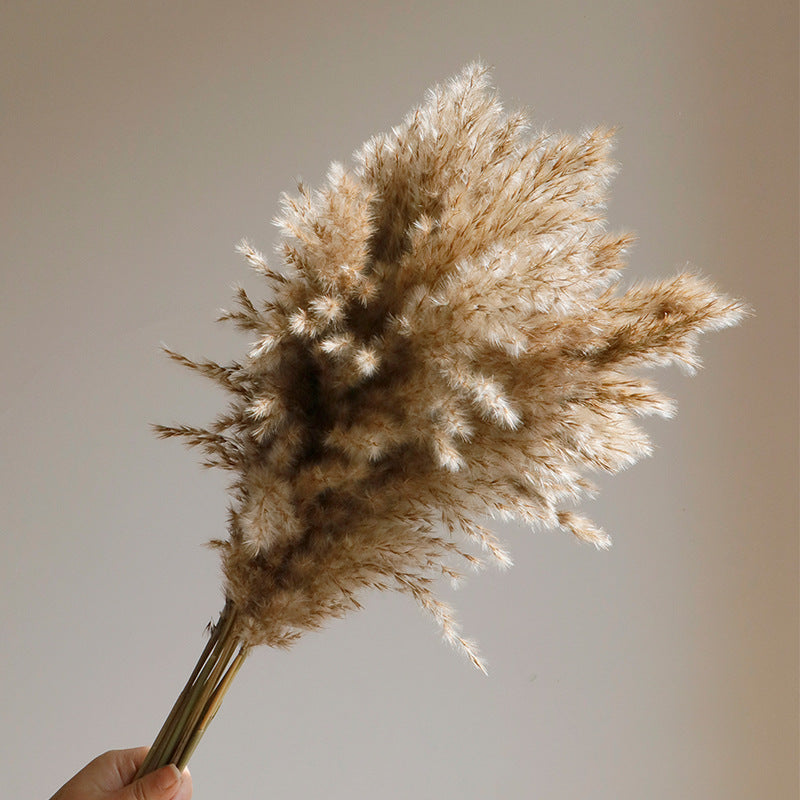 natural dry plants, 36528