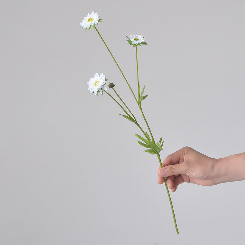 Aster, small daisy, all color, regular texture, 736205