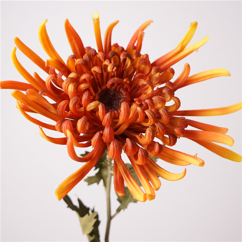Chinese chrysanthemum, thin petal, special texture, 48273