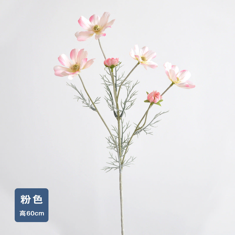 Daisy, garden cosmos, 6 heads, regular texture, 736204