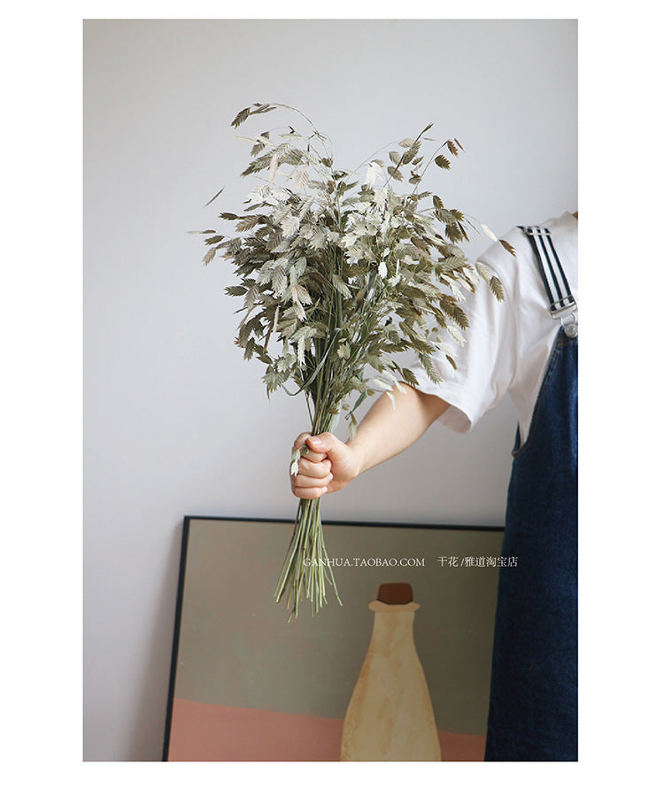 natural dry plants, 36528