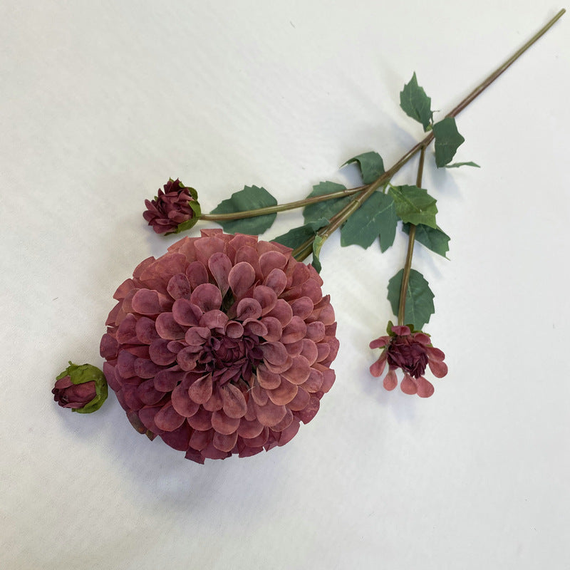 Chinese Dahlia, all colors, regular texture, 3568059