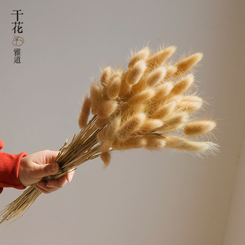 natural dry plants, 36528
