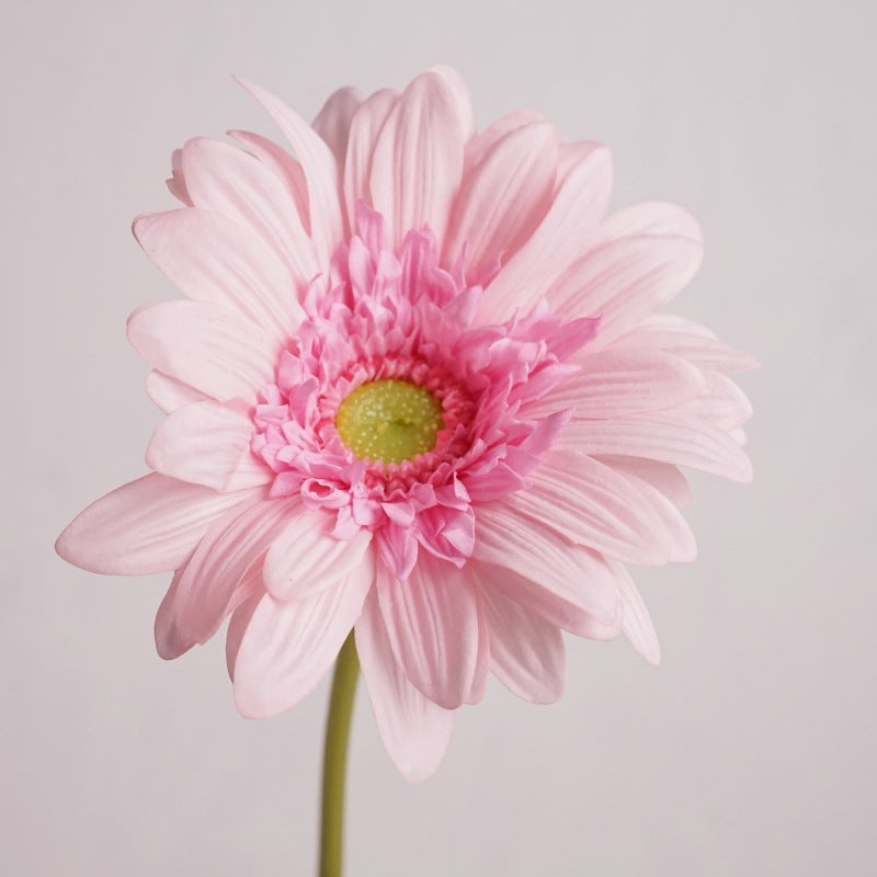 Daisy, large African daisy, real texture artificial flower, 519786
