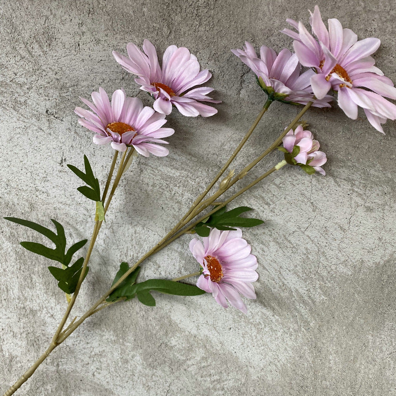 Daisy, 6 heads, regular texture, 10919201630