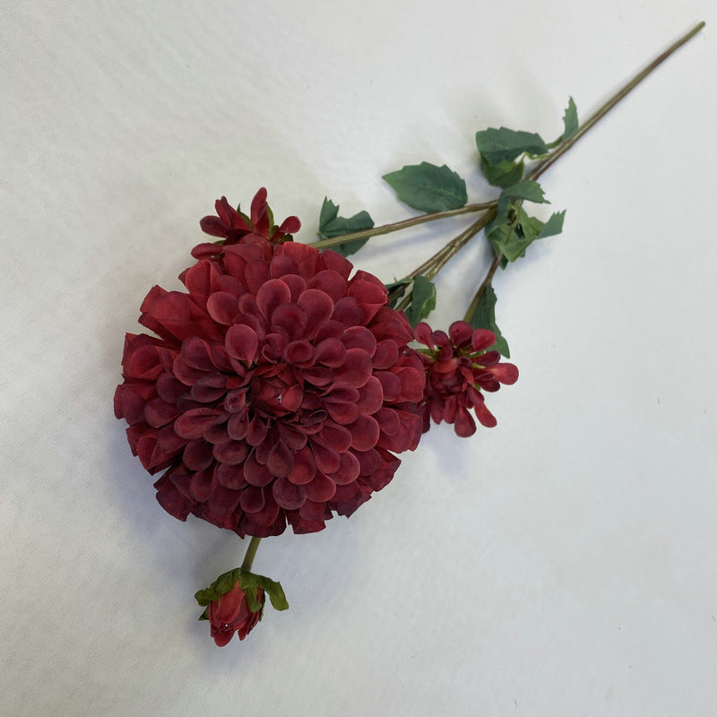 Chinese Dahlia, all colors, regular texture, 3568059