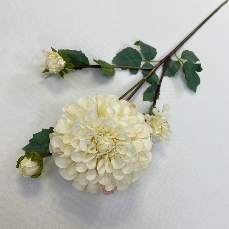 Chinese Dahlia, all colors, regular texture, 3568059