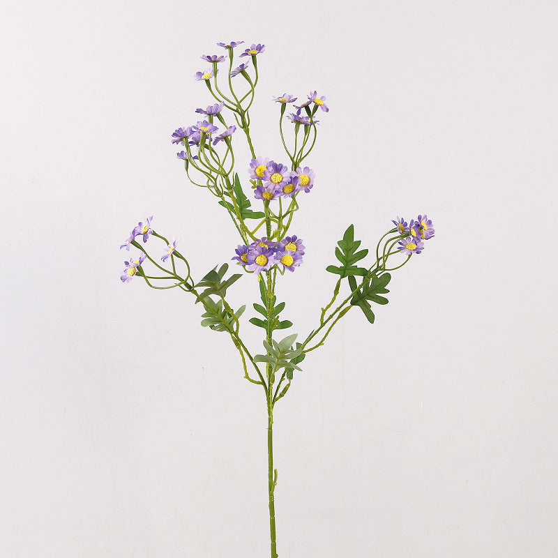 Aster, small daisy, yellow core, regular texture, 56092