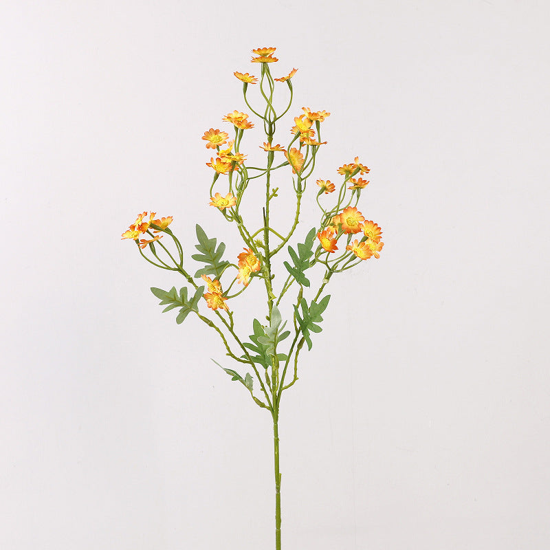Aster, small daisy, yellow core, regular texture, 56092