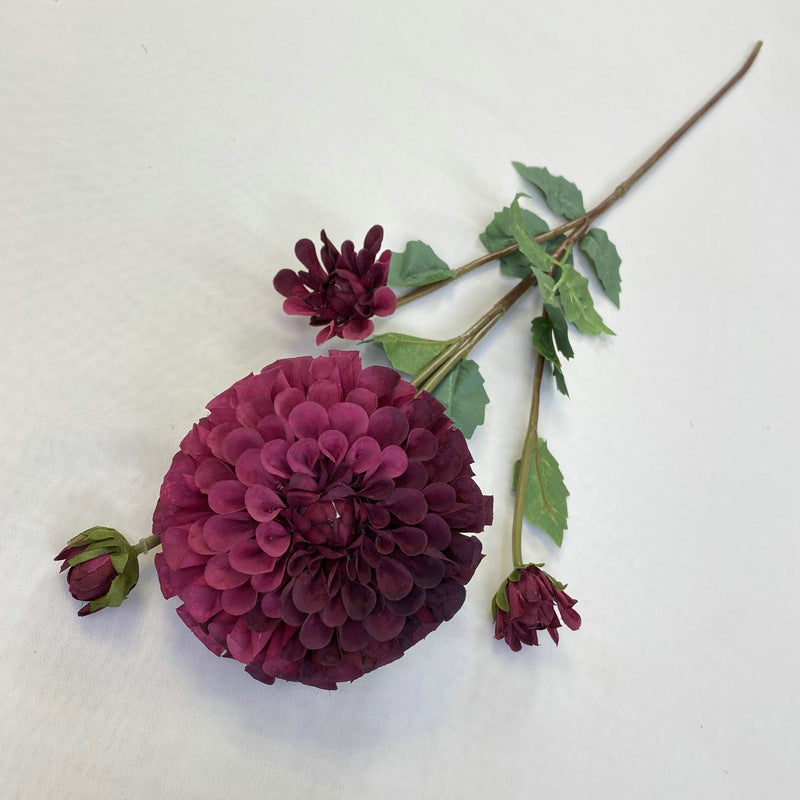 Chinese Dahlia, all colors, regular texture, 3568059