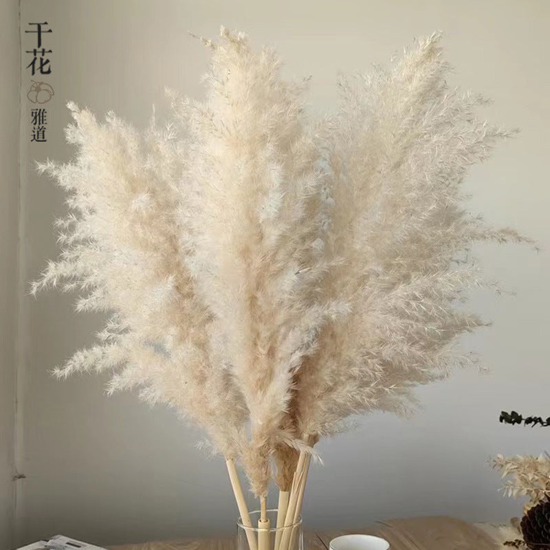 natural dry plants, 36528