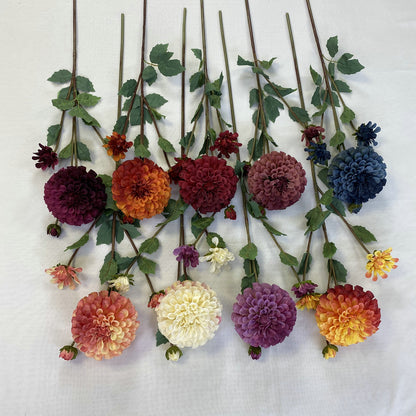Chinese Dahlia, all colors, regular texture, 3568059